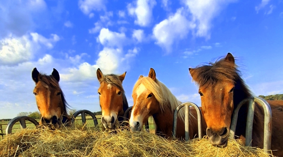 Ponyhof Otter unsere Ponys